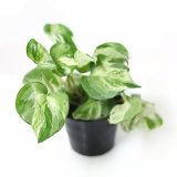 Rare and easy to grow houseplants _ Epipremnum aureum _ by Joinflower Joinfolila_